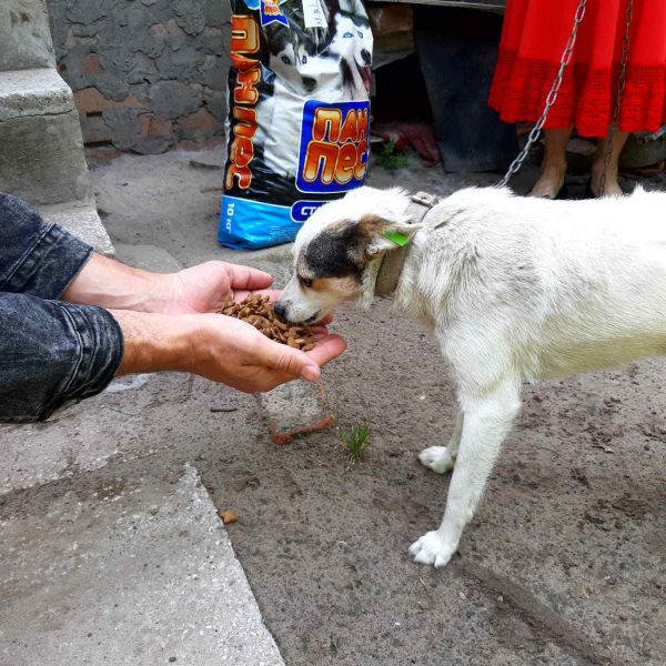 Helping the animals in Ukraine