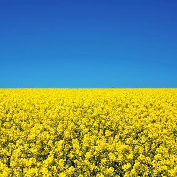 Flag of Ukraine: Blue for skies, Yellow for land and grain