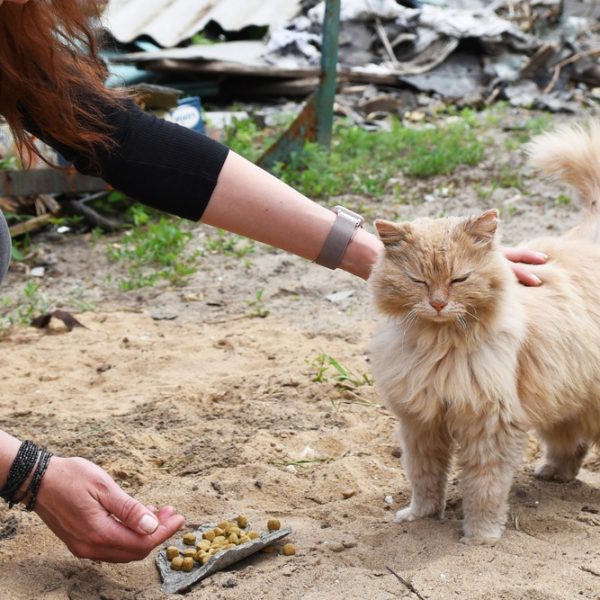 Our project saved hundreds of animals since the start of the war. Donate to support the animals in Ukraine.