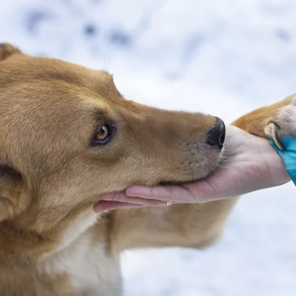 LifeUA: A Lifeline for Animals in Ukraine